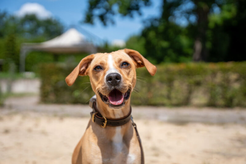 Fröhlicher brauner Hund mit Lederhalsband sitzt lächelnd im Sonnenschein in einem Park